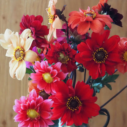 Dahlia ⁃ Organic Seed - Bishop's Children