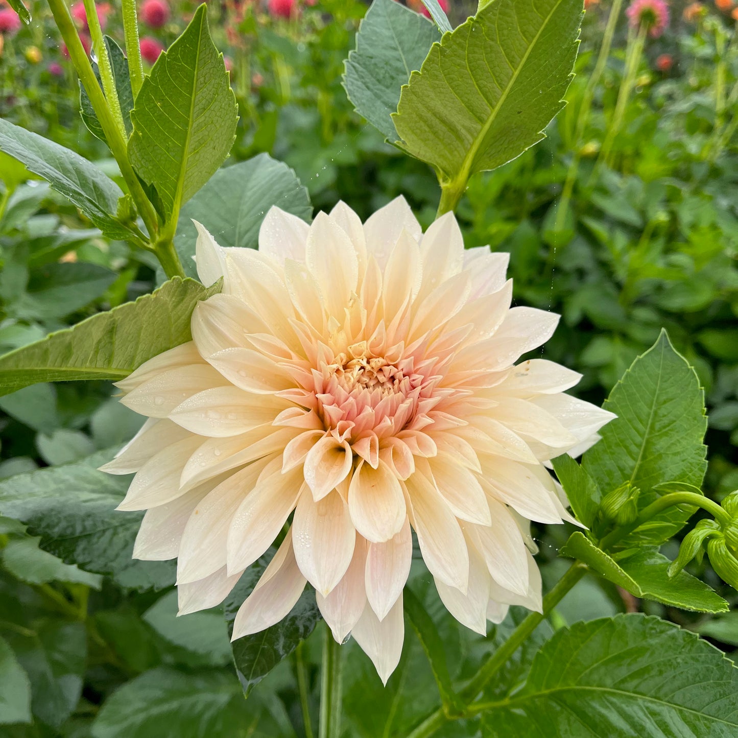 Dahlia Tuber - Café Au Lait