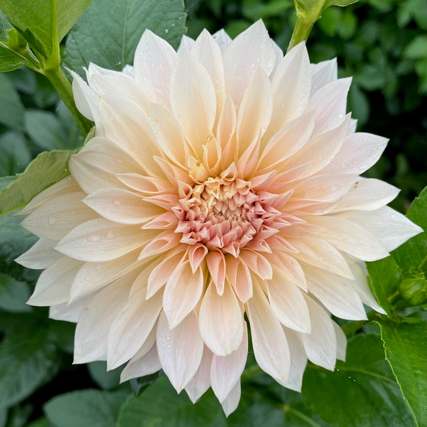 Dahlia Tuber - Café Au Lait