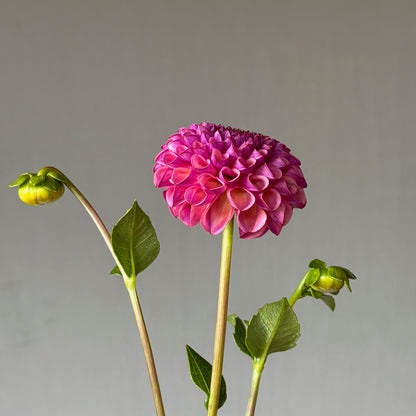 Dahlia Tuber - Caitlin's Joy