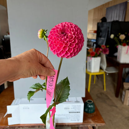 Dahlia Tuber - Caitlin's Joy