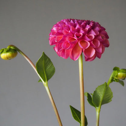 Dahlia Tuber - Caitlin's Joy