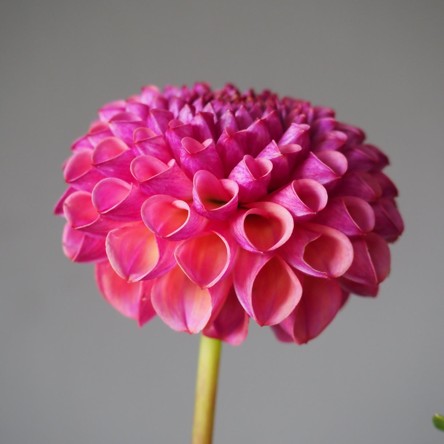Dahlia Tuber - Caitlin's Joy