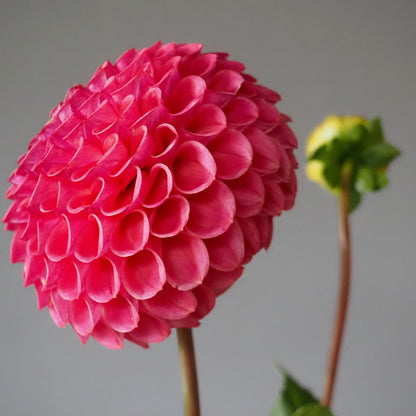 Dahlia Tuber - Caitlin's Joy