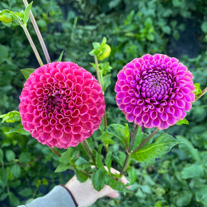 Dahlia Tuber - Caitlin's Joy