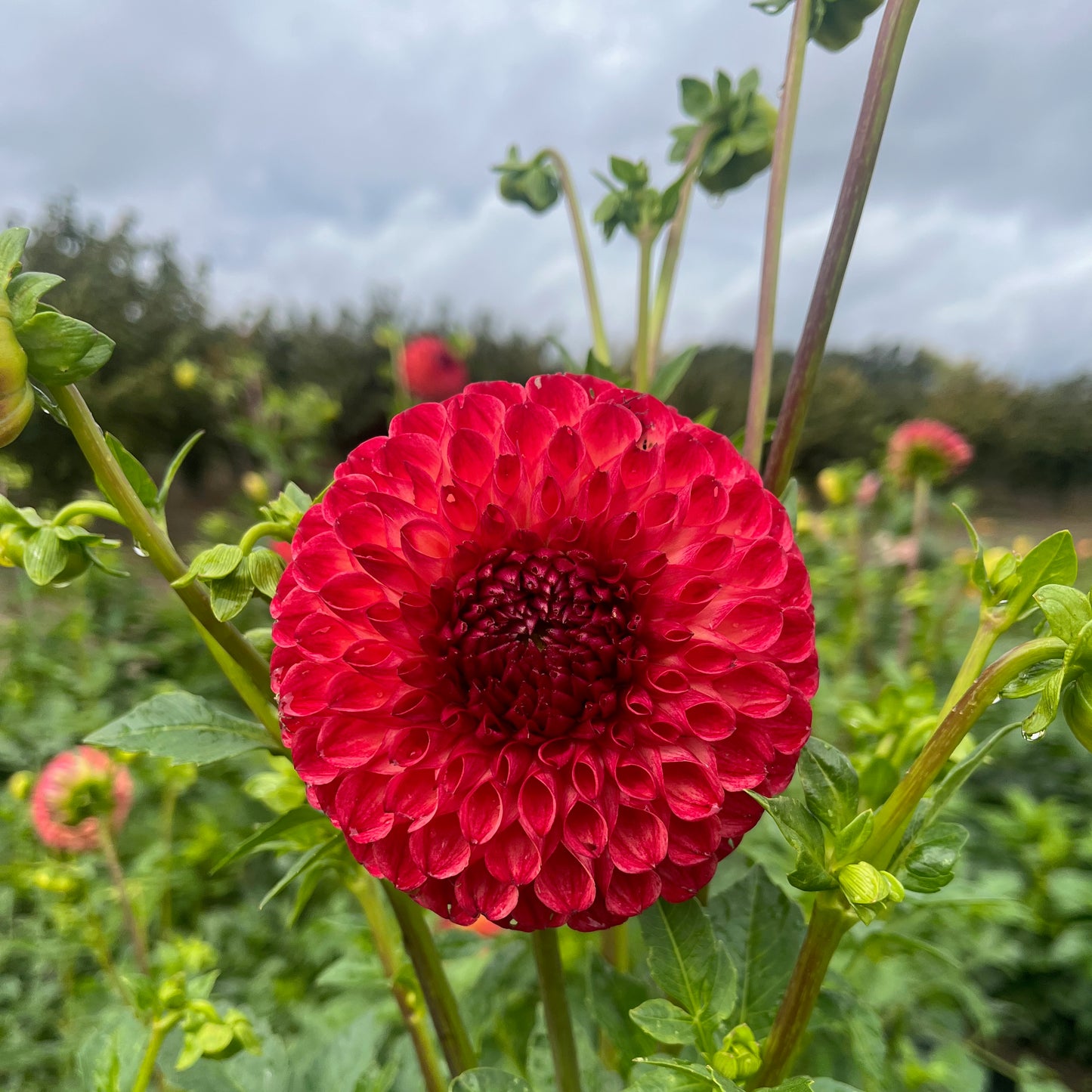 Dahlia Tuber - Camano Mordor