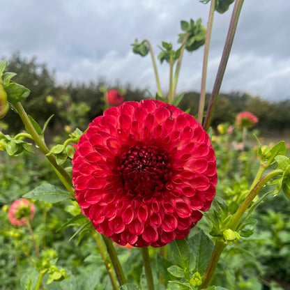 Dahlia Tuber - Camano Mordor