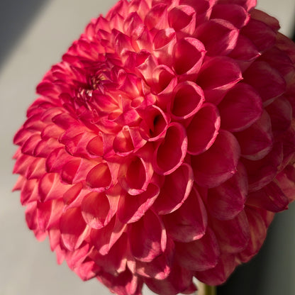 Dahlia Tuber - Camano Mordor