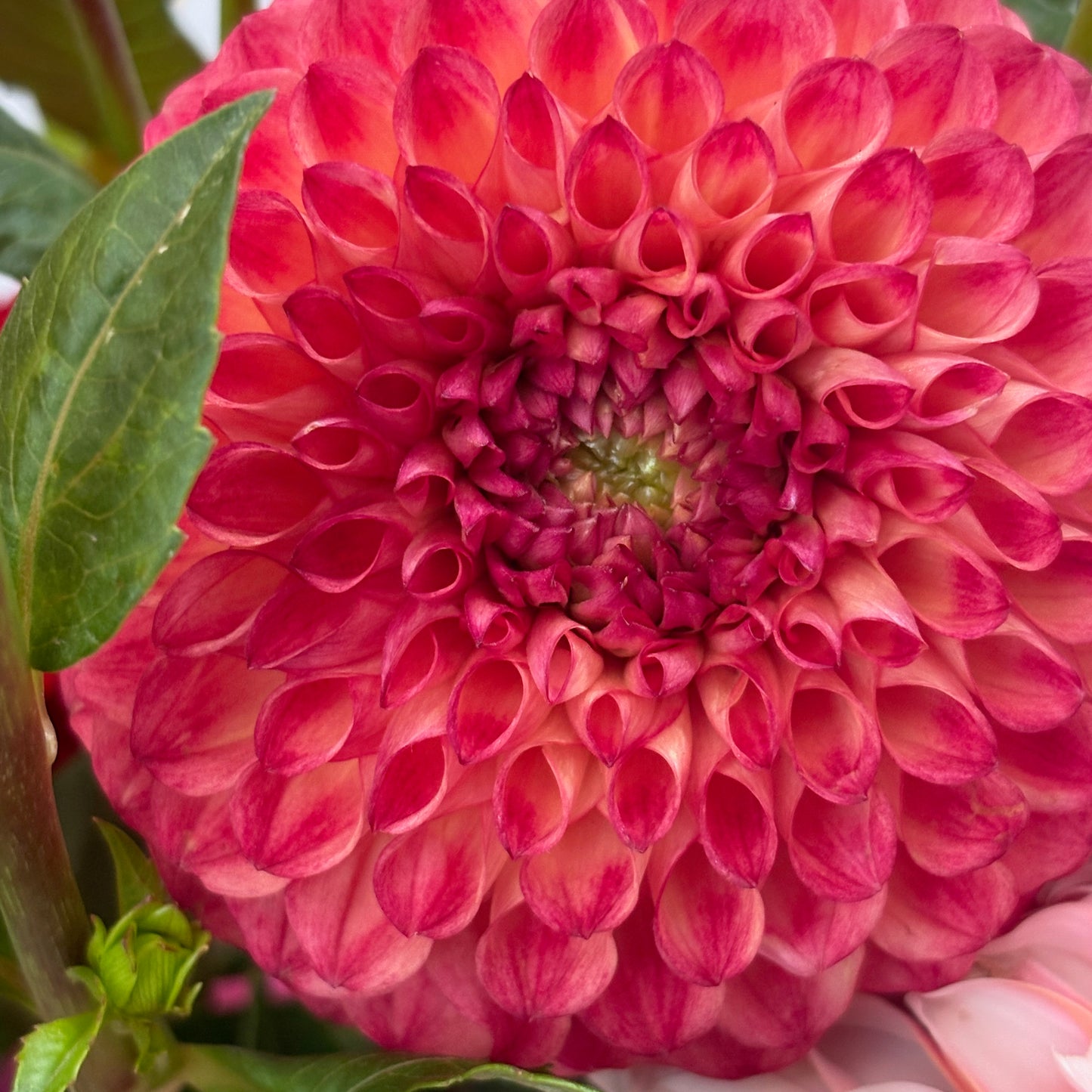 Dahlia Tuber - Camano Mordor