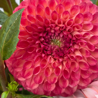 Dahlia Tuber - Camano Mordor