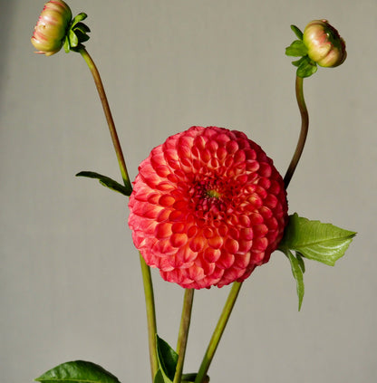 Dahlia Tuber - Camano Mordor