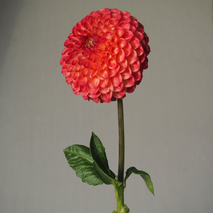 Dahlia Tuber - Camano Mordor