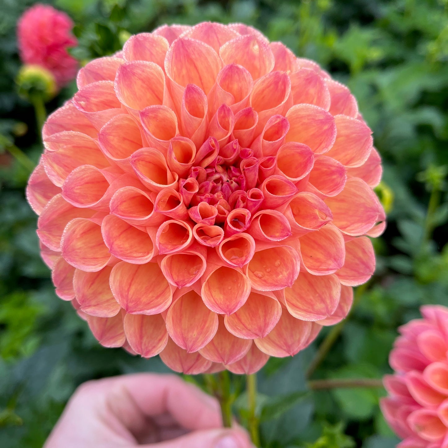 Dahlia Tuber - Cecil