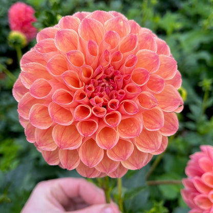 Dahlia Tuber - Cecil