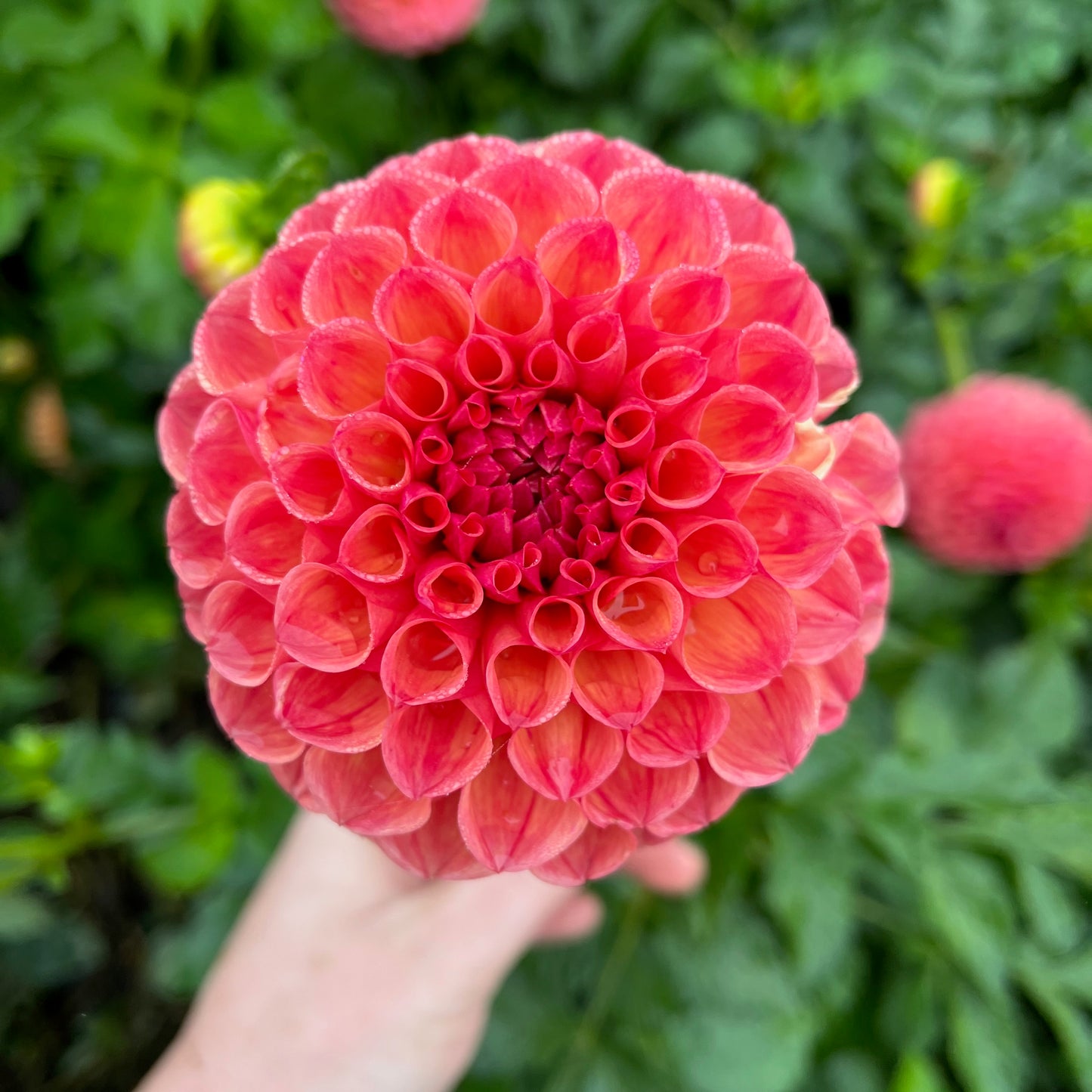 Dahlia Tuber - Cecil