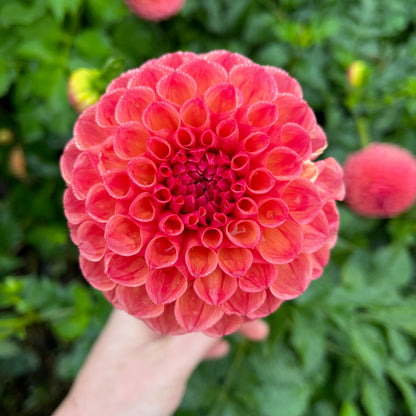Dahlia Tuber - Cecil