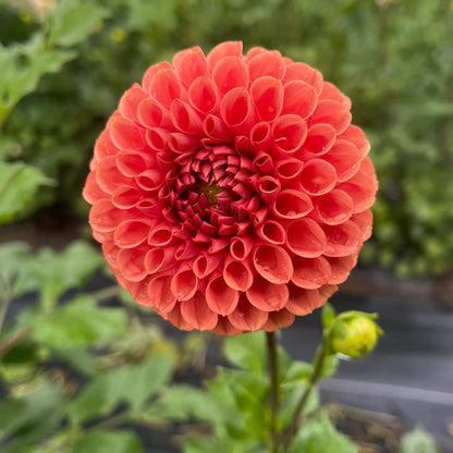 Dahlia Tuber - Chimacum Nadjae