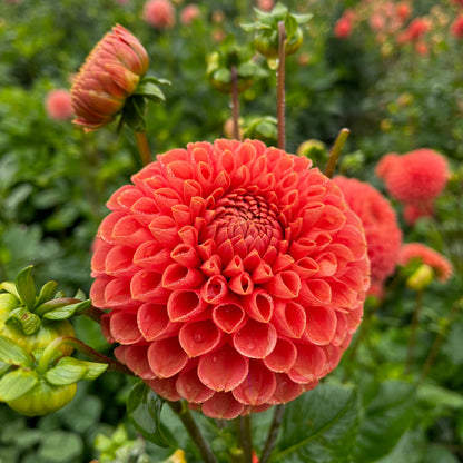 Dahlia Tuber - Chimacum Nadjae