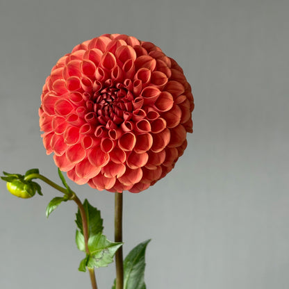 Dahlia Tuber - Chimacum Nadjae