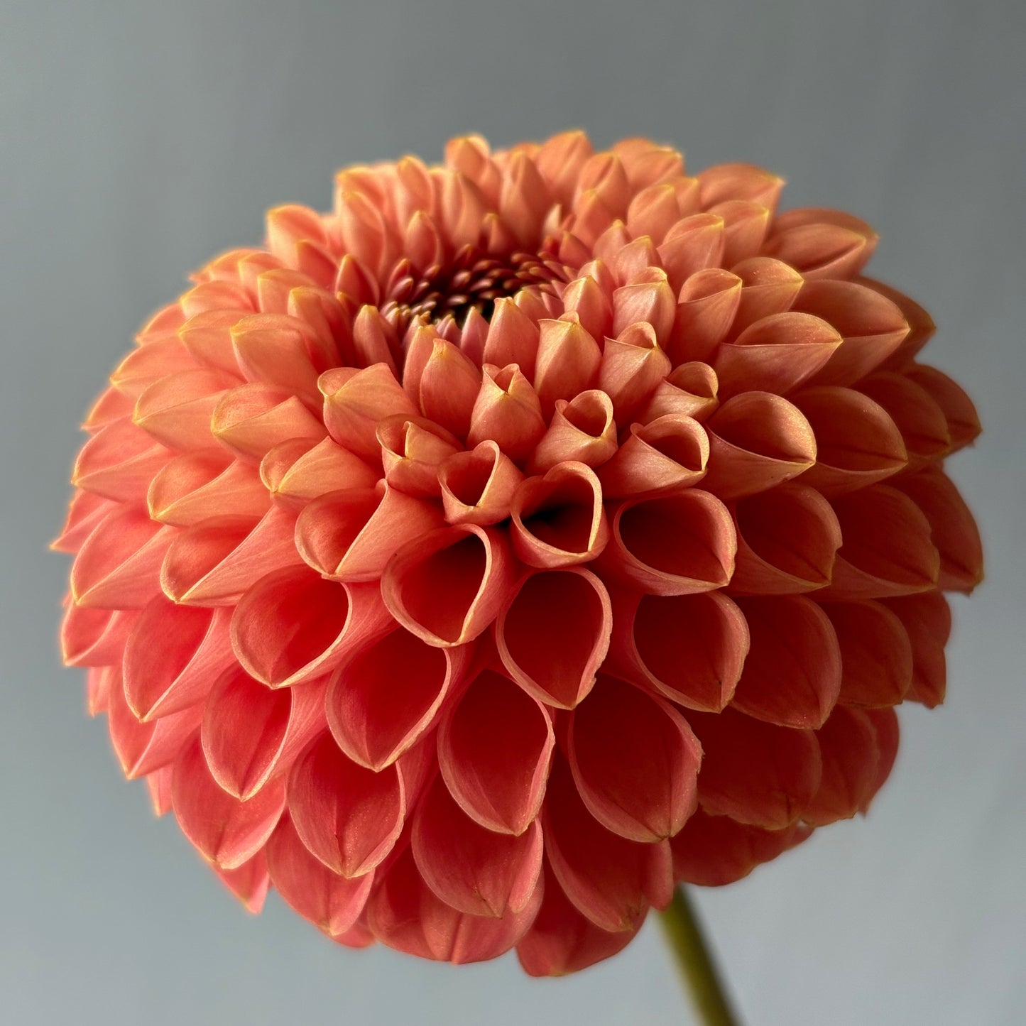 Dahlia Tuber - Chimacum Nadjae
