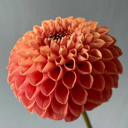 Dahlia Tuber - Chimacum Nadjae