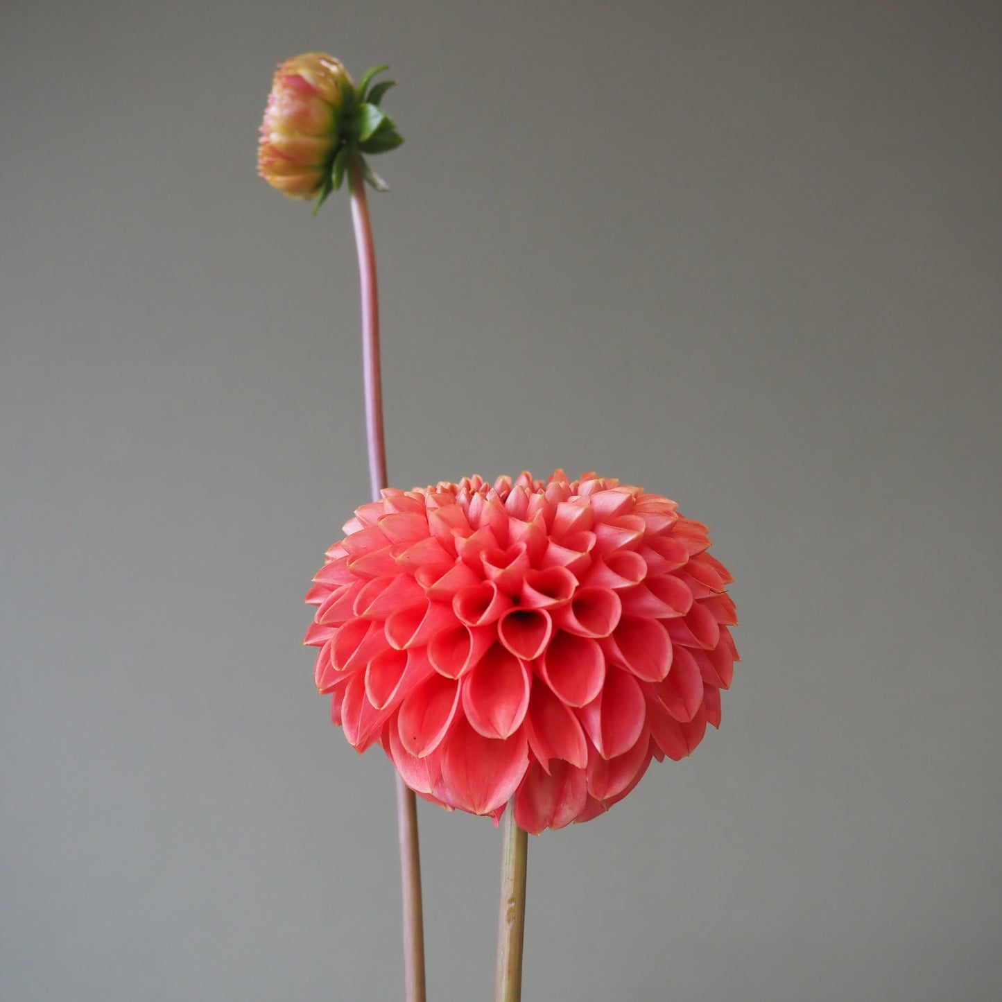 Dahlia Tuber - Chimacum Nadjae