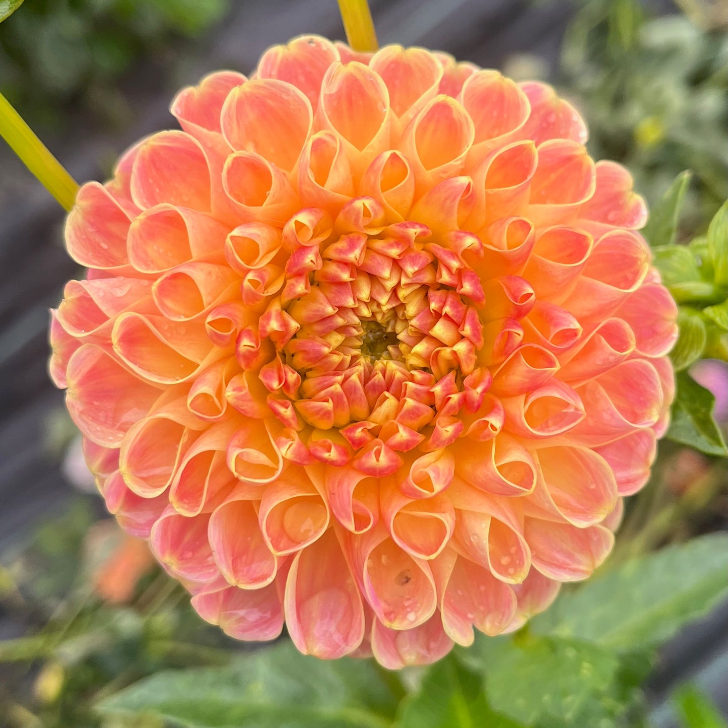 Dahlia Tuber - Chrichton Honey