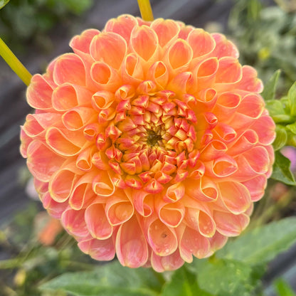 Dahlia Tuber - Chrichton Honey