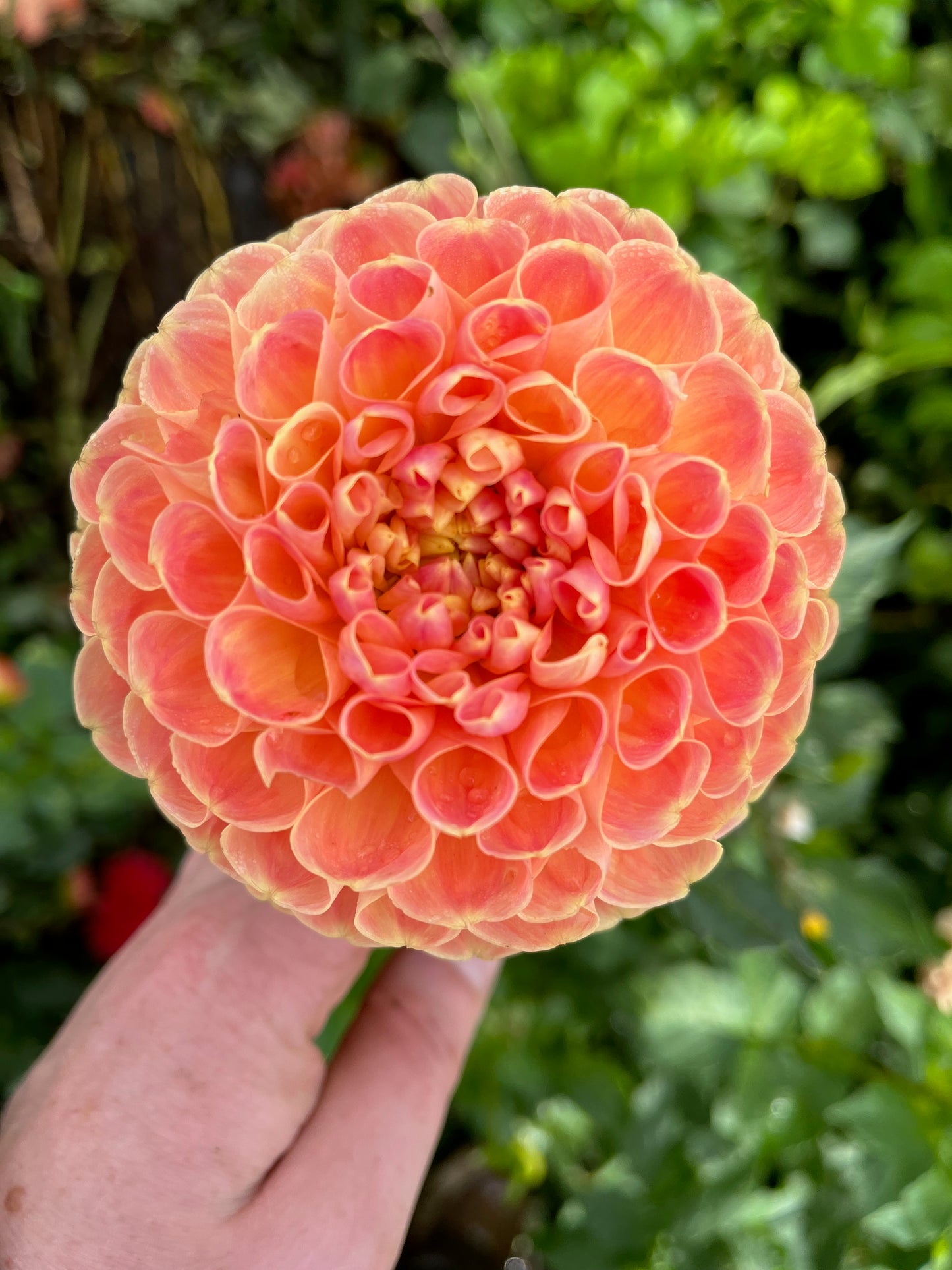 Dahlia Tuber - Chrichton Honey