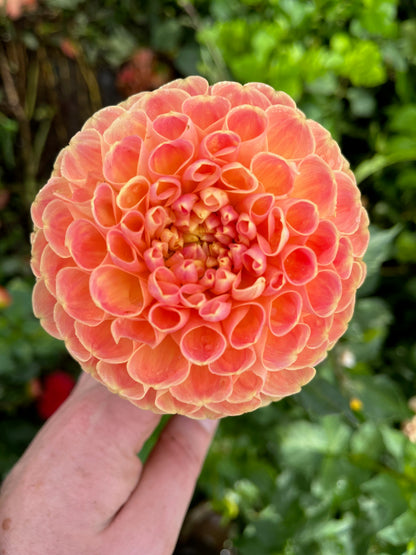 Dahlia Tuber - Chrichton Honey