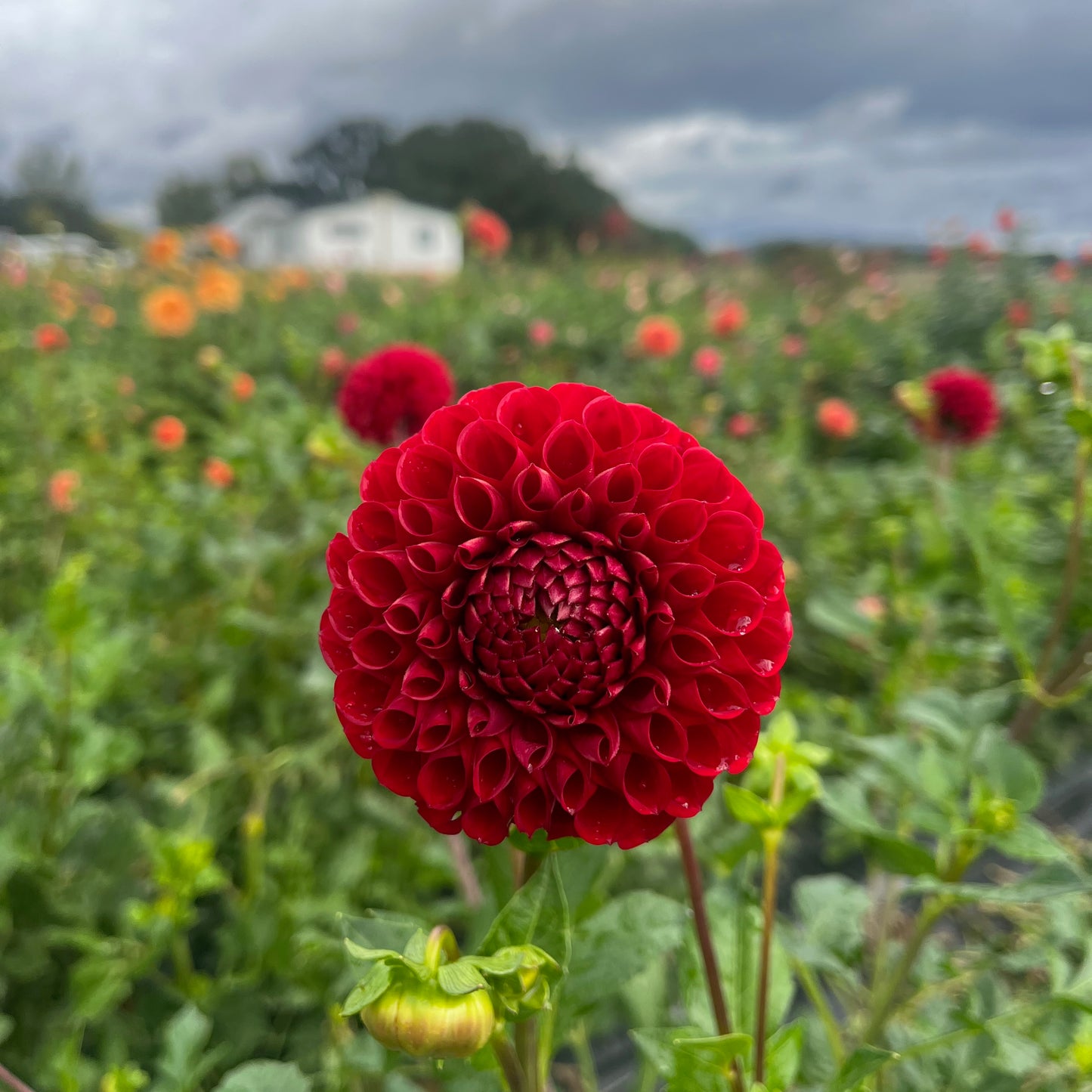 Dahlia Tuber - Cornel