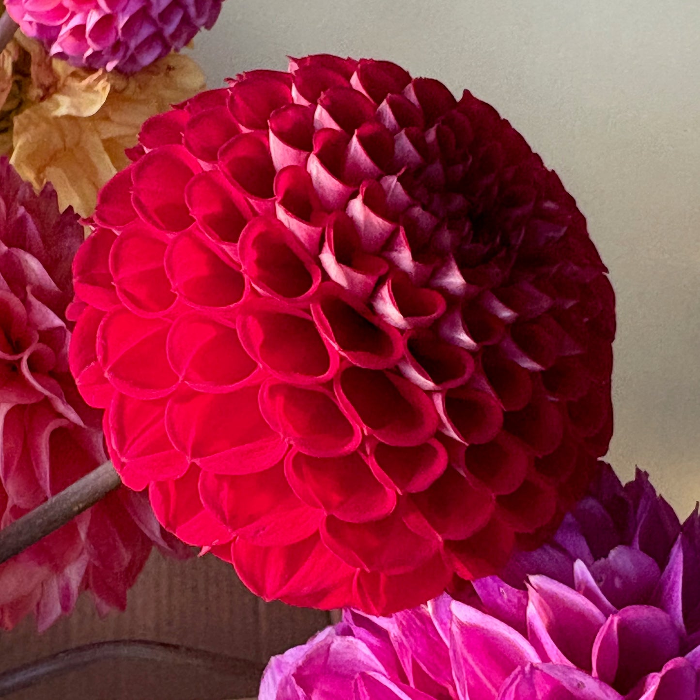 Dahlia Tuber - Cornel