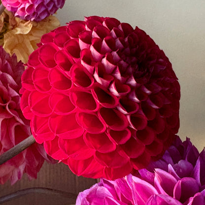 Dahlia Tuber - Cornel