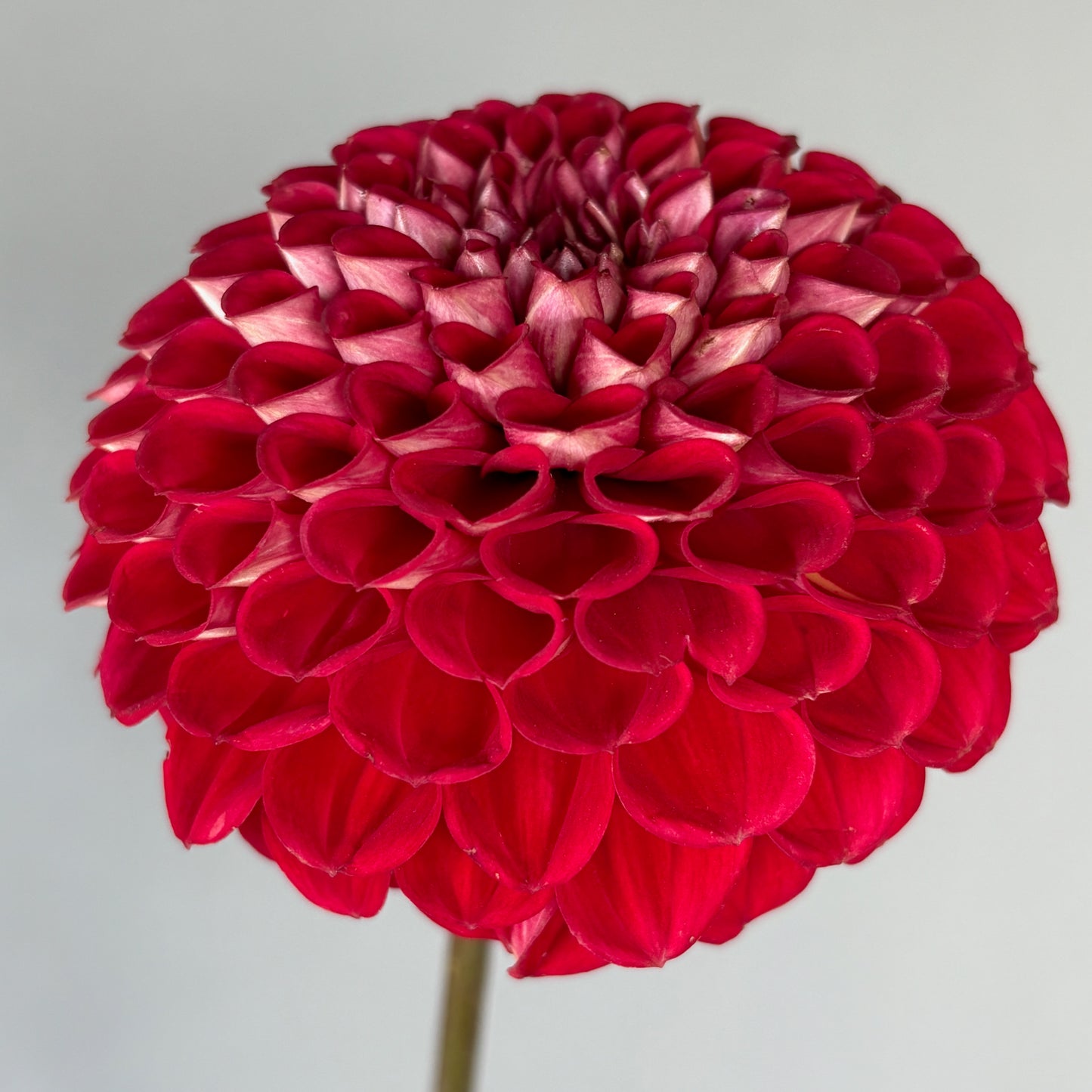 Dahlia Tuber - Cornel