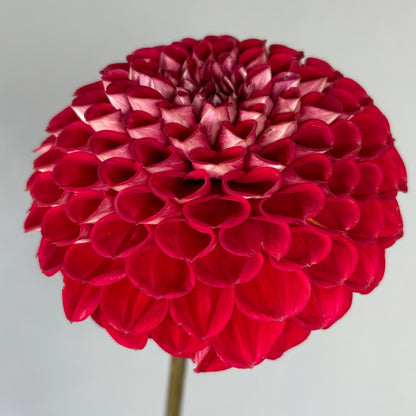 Dahlia Tuber - Cornel