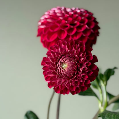 Dahlia Tuber - Cornel