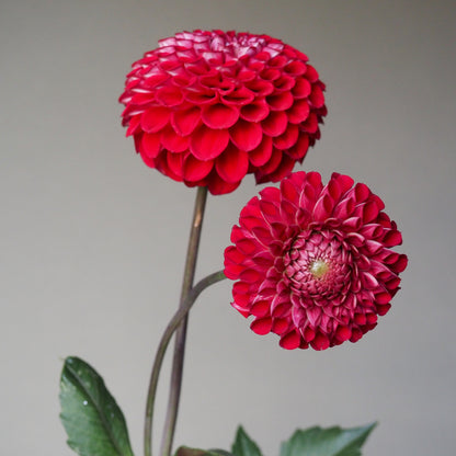 Dahlia Tuber - Cornel