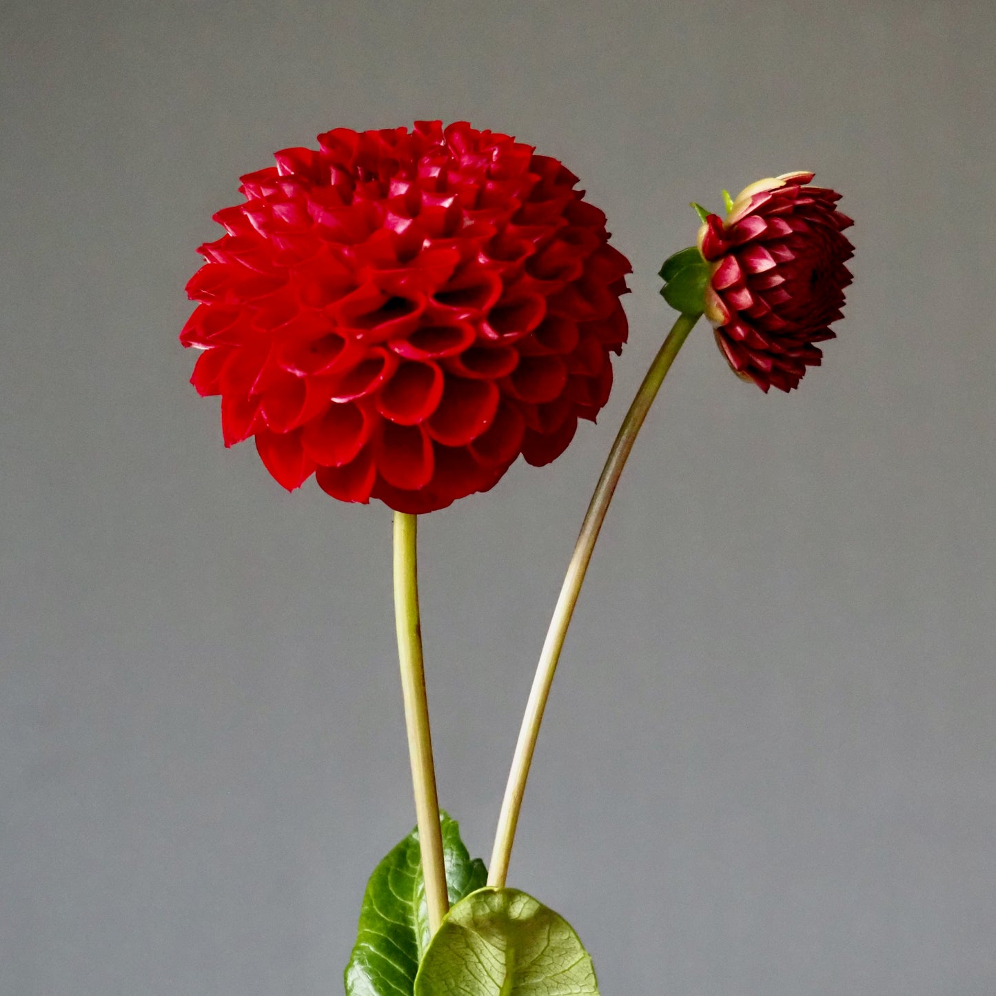 Dahlia Tuber - Cornel
