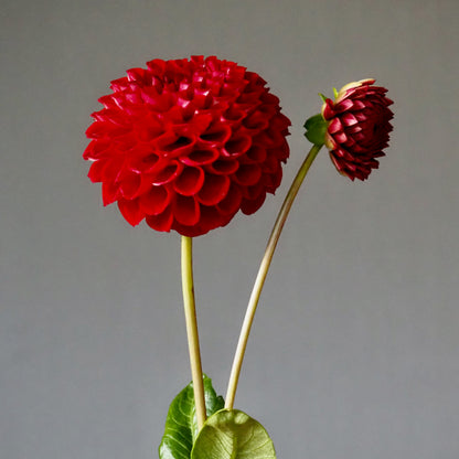 Dahlia Tuber - Cornel