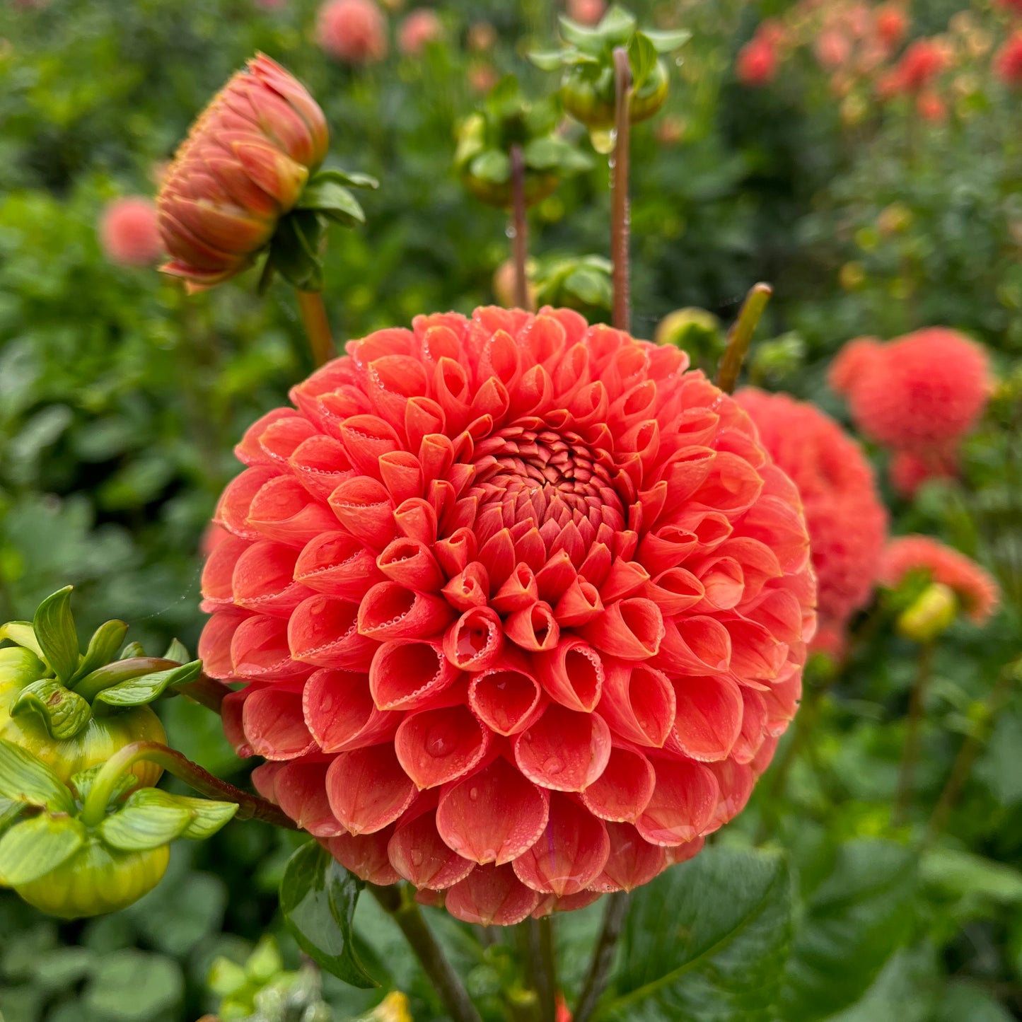 Dahlia Tuber - Cornel Bronze