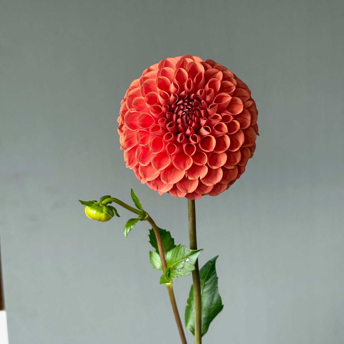 Dahlia Tuber - Cornel Bronze
