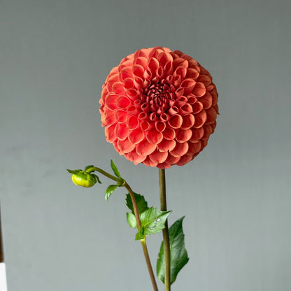 Dahlia Tuber - Cornel Bronze