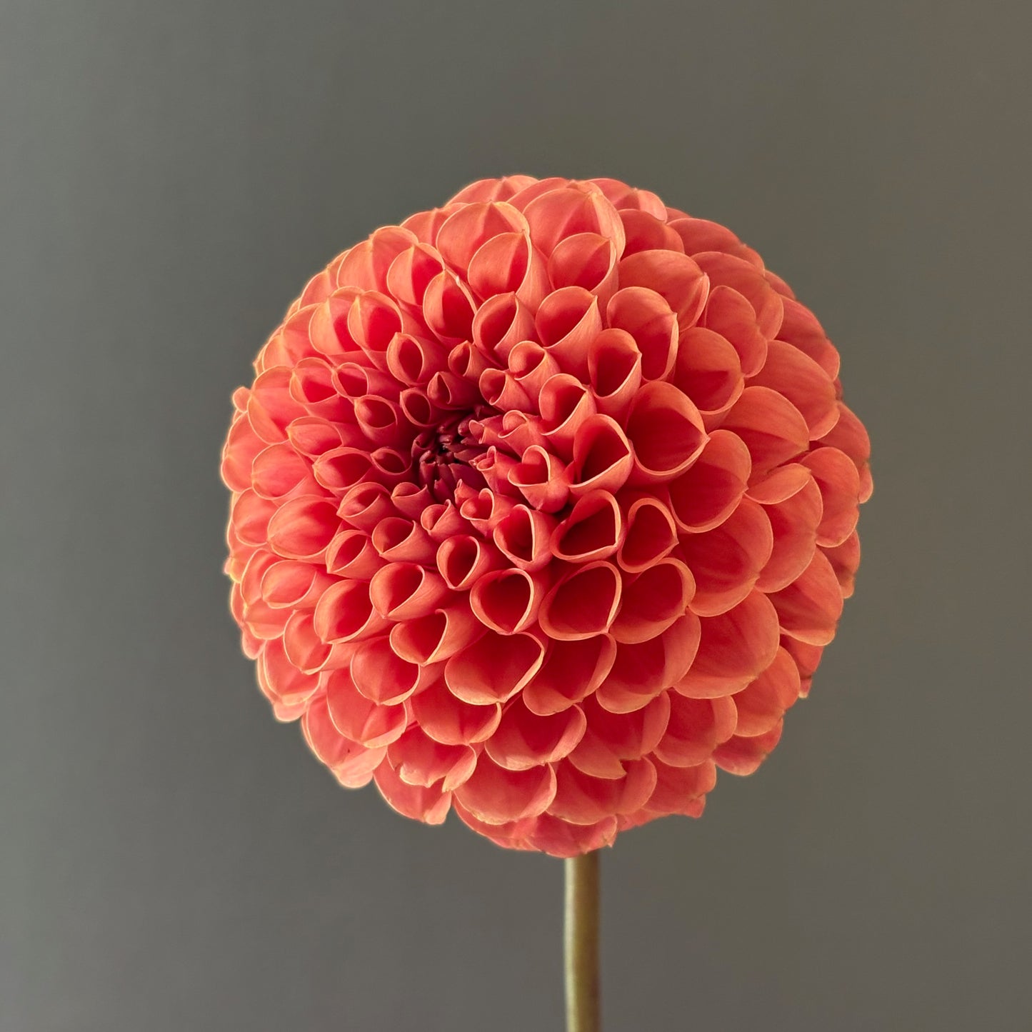 Dahlia Tuber - Cornel Bronze