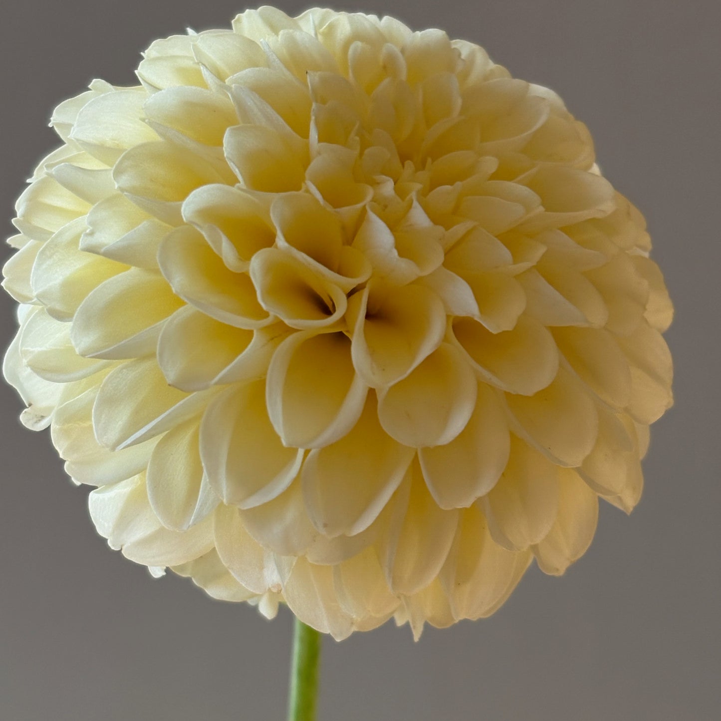 Dahlia Tuber - Creamy