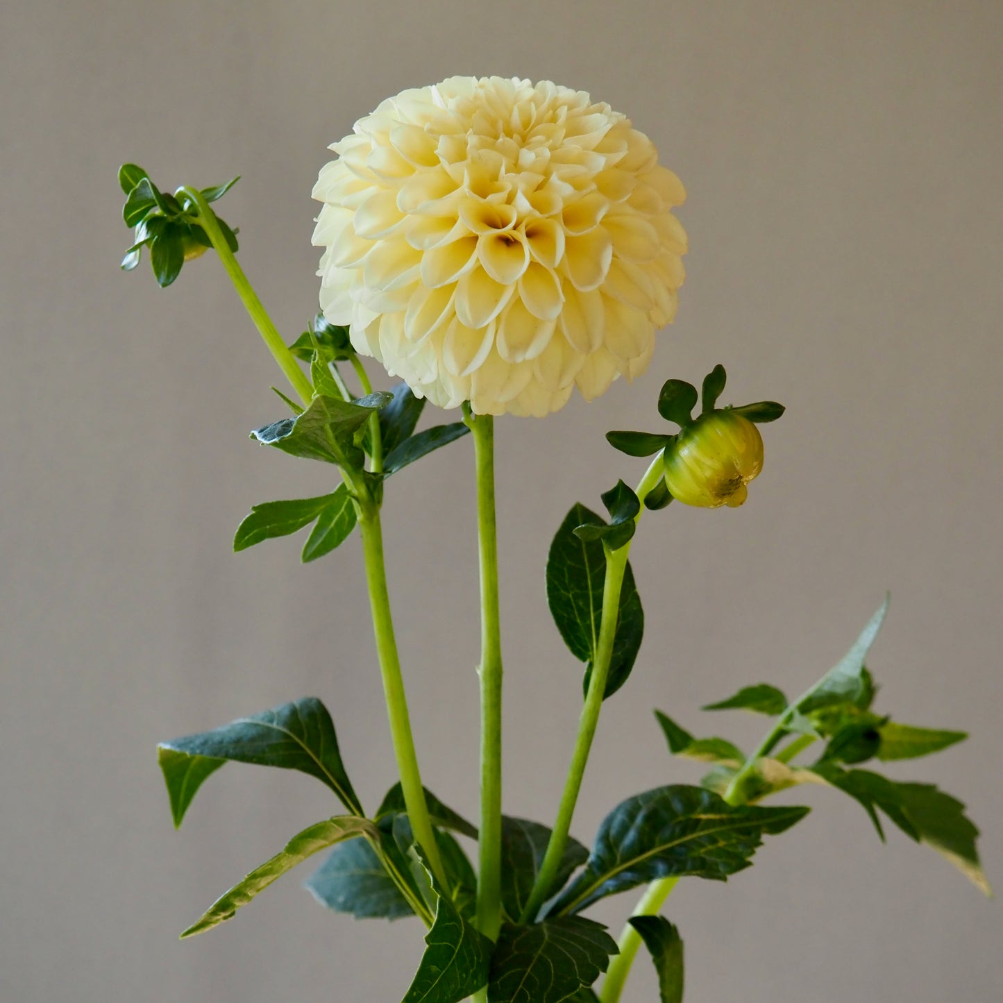 Dahlia Tuber - Creamy