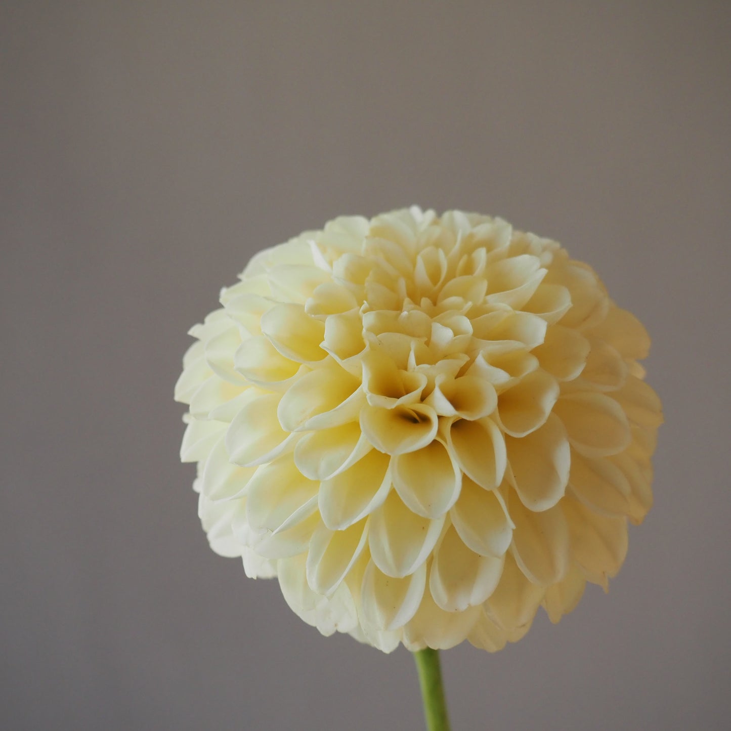 Dahlia Tuber - Creamy
