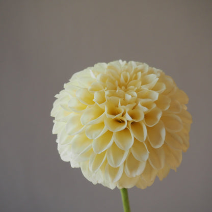 Dahlia Tuber - Creamy