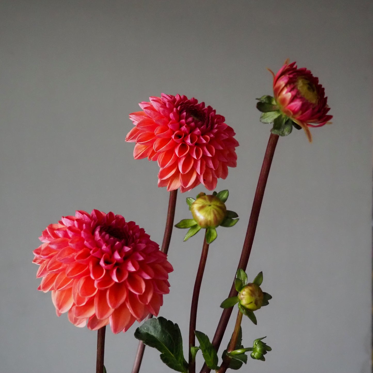 Dahlia Tuber - Daisy Duke