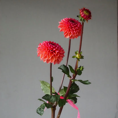 Dahlia Tuber - Daisy Duke