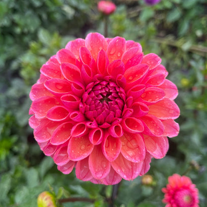 Dahlia Tuber - Daisy Duke